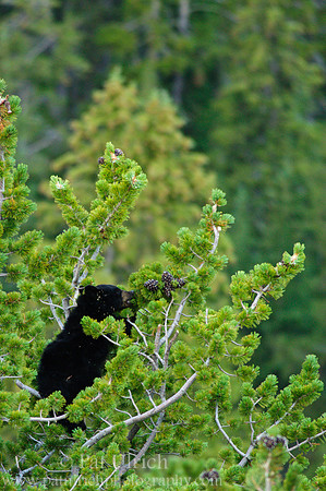 Black bear cub in the branches