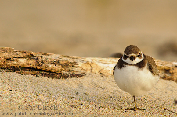 Plover on one foot