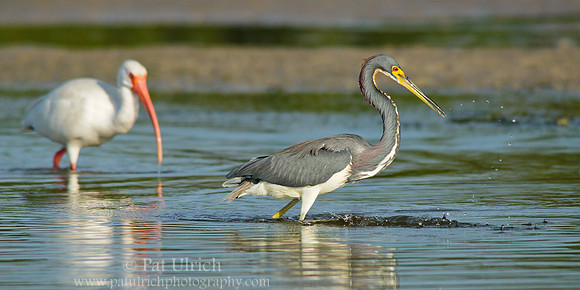 Feeding egret, with ibis behind