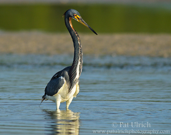 Tricolored portrait