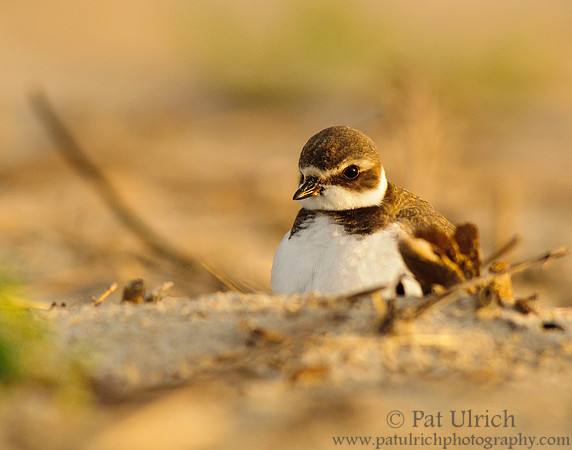 Semipalmated plover at sunset on Plum Island