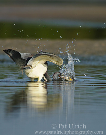 Tricolored heron splash hit
