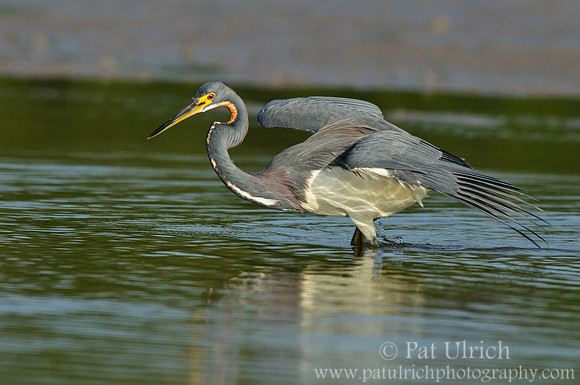 Tricolored heron with wings spread