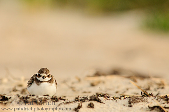 Tiny plover
