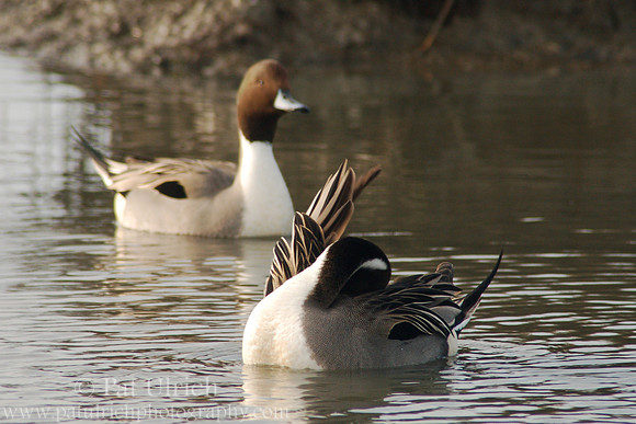 Preening drake