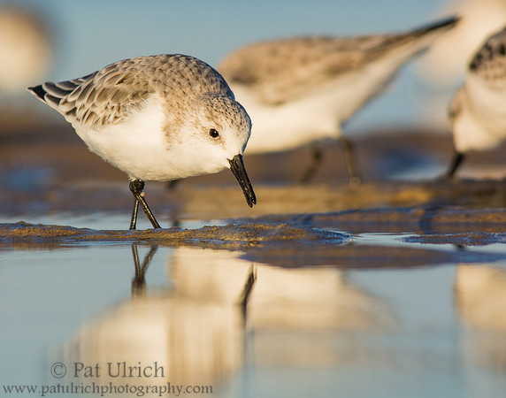 Sanderlings feeding at low tide