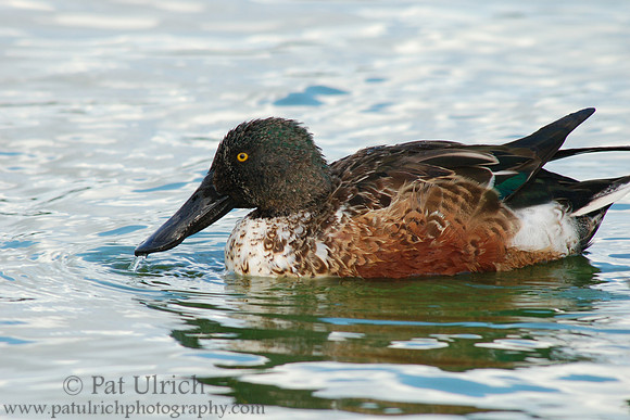 Sholveler on the surface