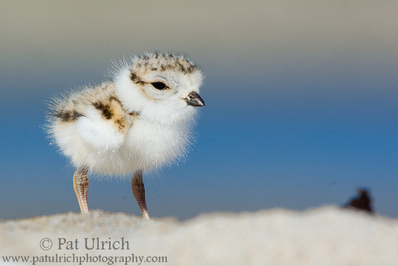 Piping plover chick on Plum Island