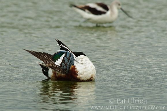 Shoveler and avocet