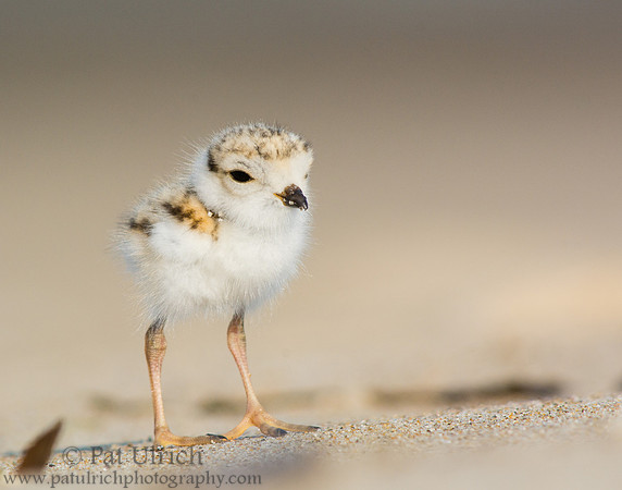 Piping plover chick up close