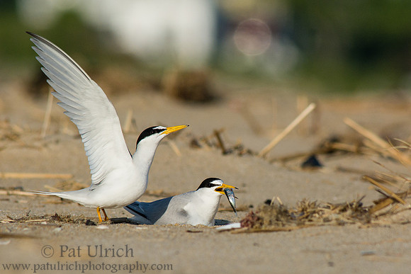 Least terns sharing a fish