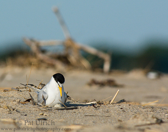 Tern on a nest