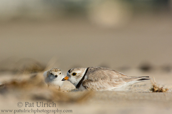 Plover parent and chick