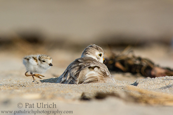 Plover chick checking in