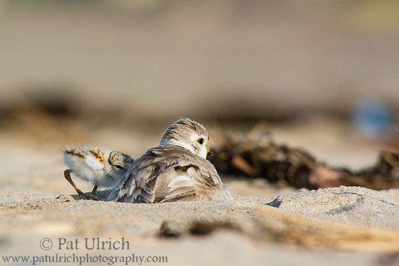 Slipping under a protective wing