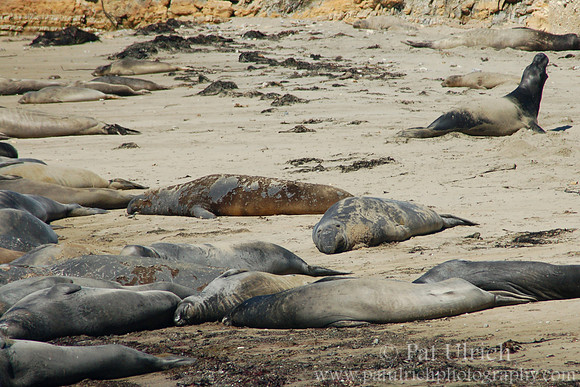 Elephant seal beach scene