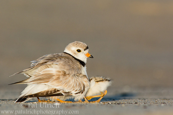 Baby plover sure there's enough room