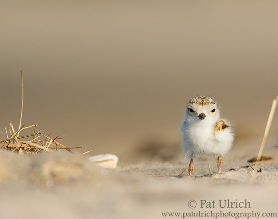 Baby plover on the beach
