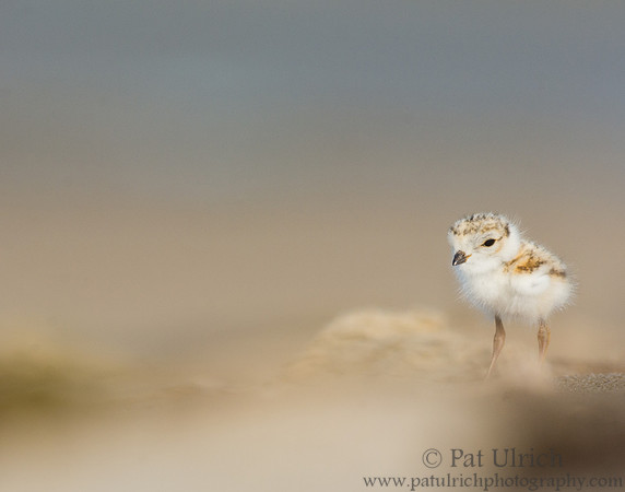 Young piping plover