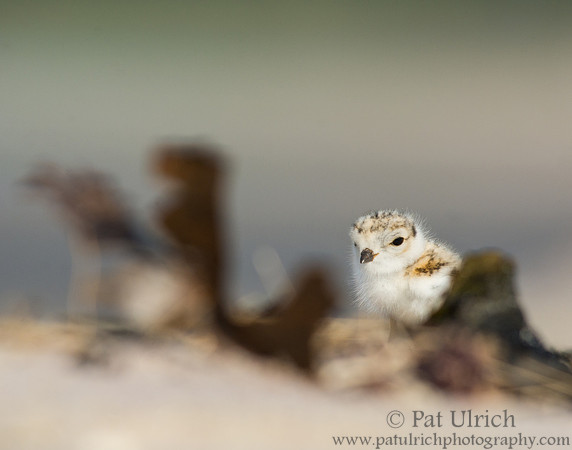 Plover chick peeking through the wrack