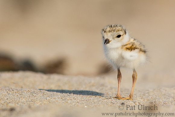Tiny piping plover