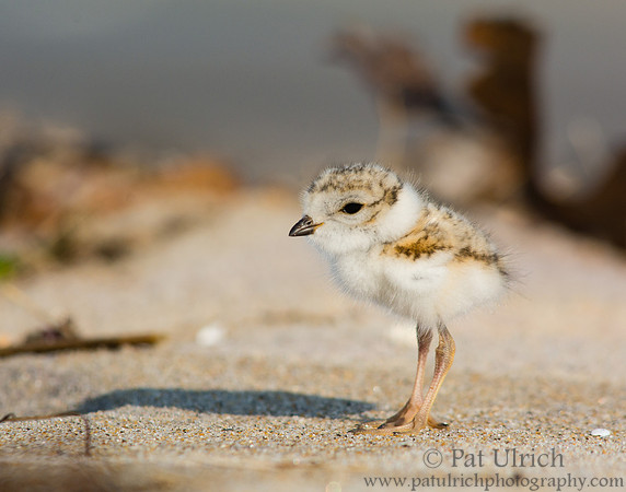 Chick on the beach