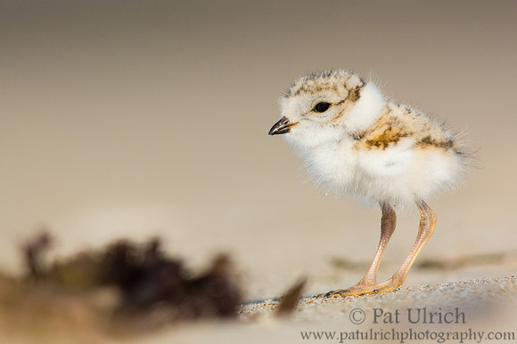 Plover chick in profile