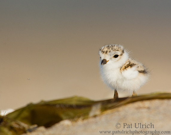 Plover behind the wrack