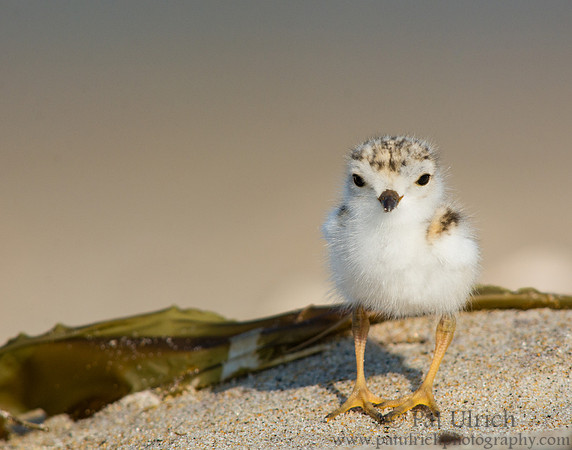 Baby plover on a tiny sand dune