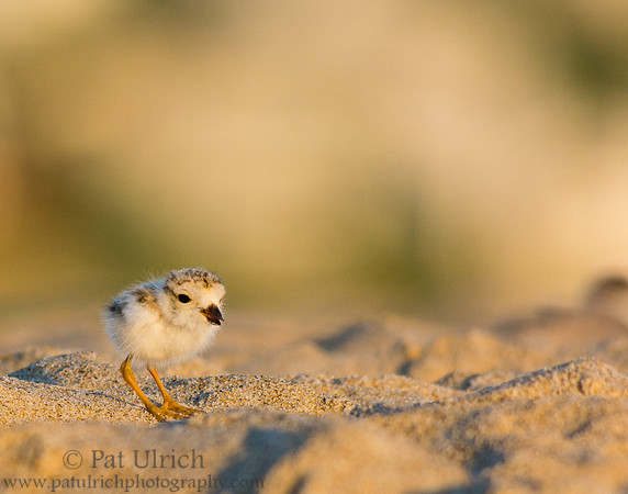 Piping plover finds something to eat
