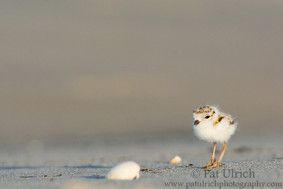 Piping plover chick at Sandy Point State Reservation
