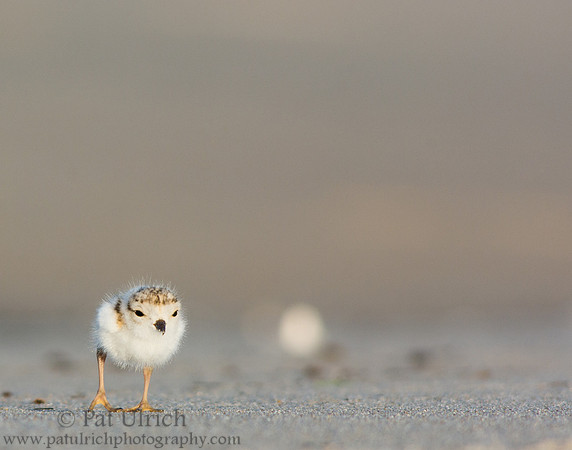 Tiny plover, big beach