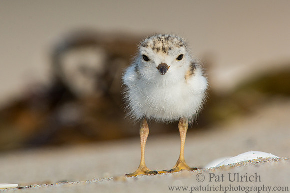 Piping plover chick checking out the photographer