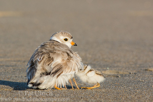Piping plover chick snuggles in
