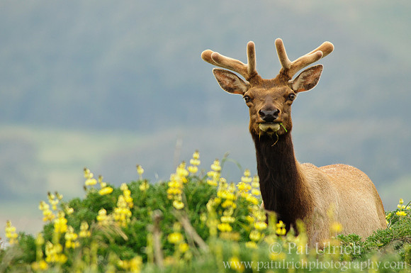 Tule elk velvet