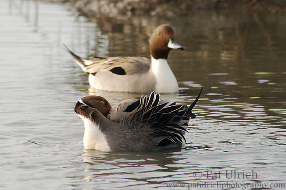Pintail plumage