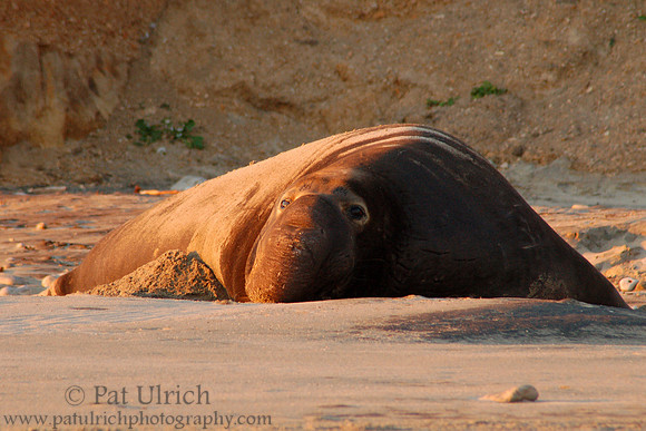 Relaxed giant