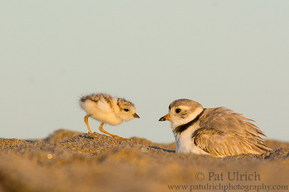 Piping plover chick ready to tuck in