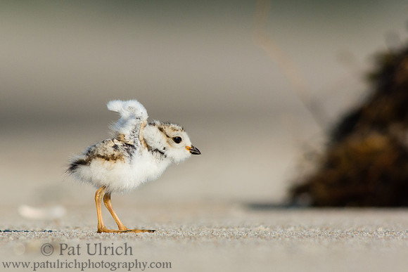 Baby plover wing flap