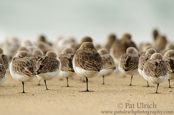 Dunlin in the middle
