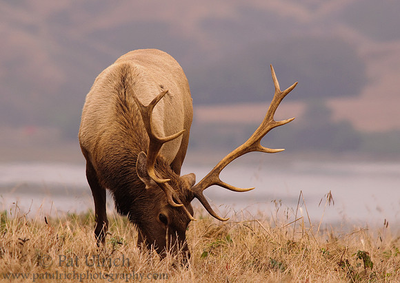 Grazing tule elk