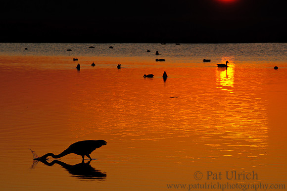 Heron strike silhouette