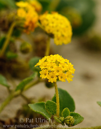 Yellow sand verbena on Limantour Beach