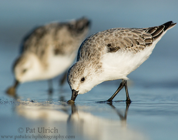 Feeding sanderlings