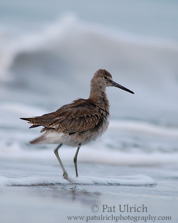 Fluffed willet
