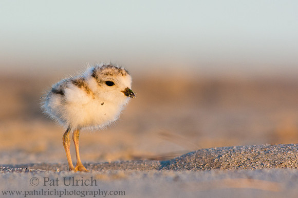 Piping plover at sunrise