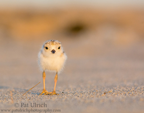 Tiny fluffball