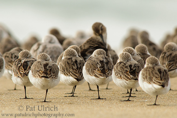 Western sandpipers at the front of the flock