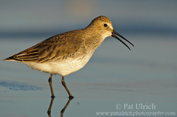 Dunlin calling at sunset