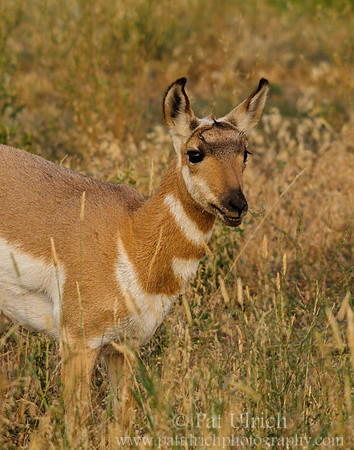 A young pronghorn smiles